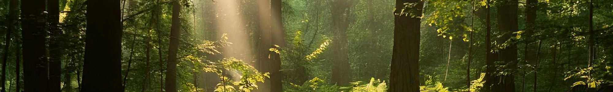 Lys Natur